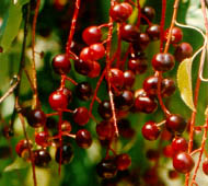 cherry-black-fruit.jpg